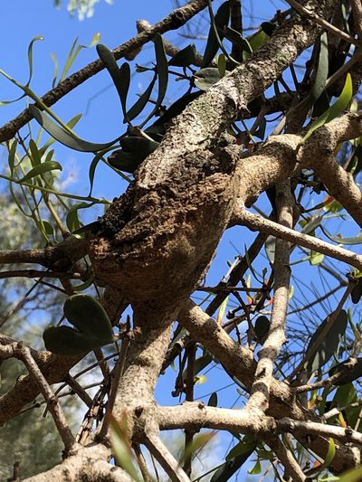 Lysiana maritima, photographed by Greg Tasney
