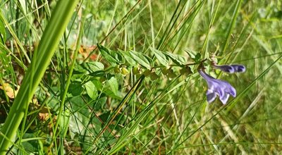 Scutellaria hastifolia, photographed by Radosław Puchałka