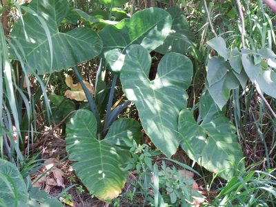 Xanthosoma sagittifolium, photographed by 高山田鼠