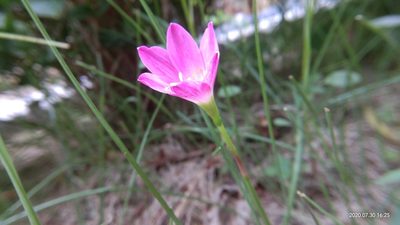 Zephyranthes carinata, photographed by Swarochi Tathagath