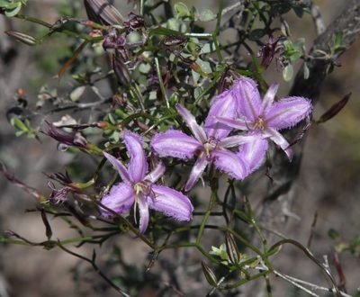 Thysanotus manglesianus, photographed by Margaret Langley