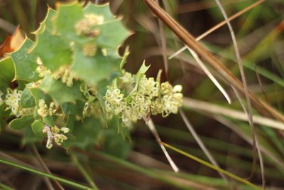 Hakea prostrata, photographed by Em Lamond
