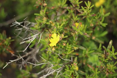 Hibbertia furfuracea, photographed by Em Lamond