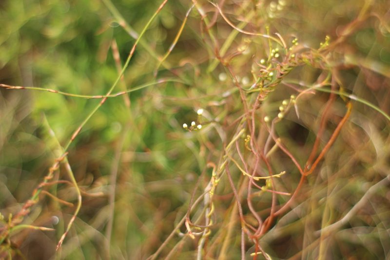 Cassytha racemosa, photographed by Em Lamond