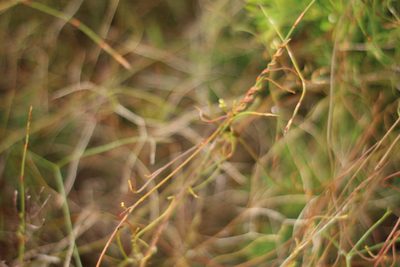 Cassytha racemosa, photographed by Em Lamond