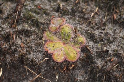 Drosera collina, photographed by Em Lamond