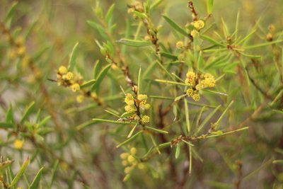 Acacia cochlearis, photographed by Em Lamond