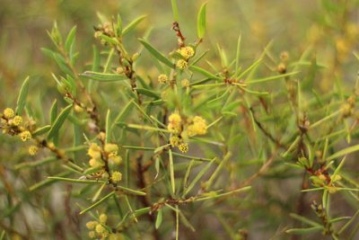 Acacia cochlearis, photographed by Em Lamond