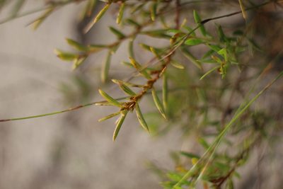 Acacia cochlearis, photographed by Em Lamond