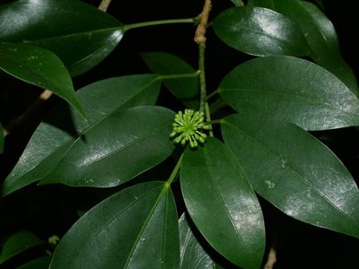 Dendropanax dentigerus, photographed by Jacy Chen