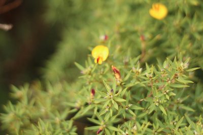 Loricobbia reticulata, photographed by Em Lamond