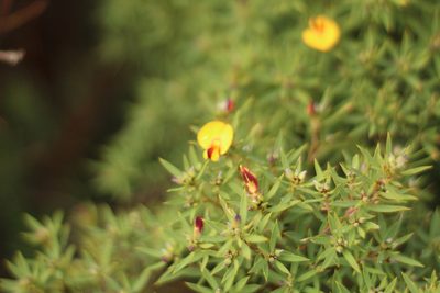 Loricobbia reticulata, photographed by Em Lamond