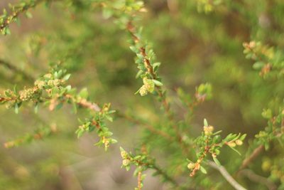 Melaleuca thymoides, photographed by Em Lamond