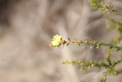 Melaleuca thymoides, photographed by Em Lamond