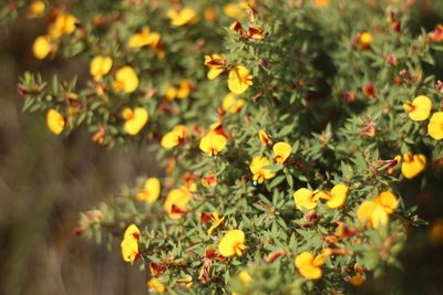 Loricobbia reticulata, photographed by Em Lamond