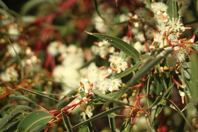 Eucalyptus marginata, photographed by Em Lamond