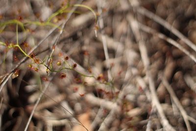 Drosera pallida, photographed by Em Lamond