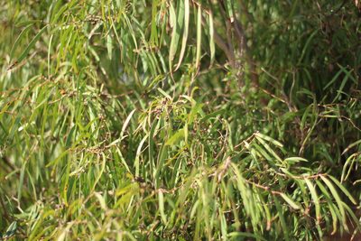 Agonis flexuosa, photographed by Em Lamond