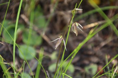 Cyrtostylis huegelii, photographed by Em Lamond