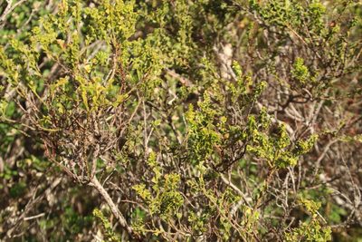 Acacia trapezoidea, photographed by Em Lamond