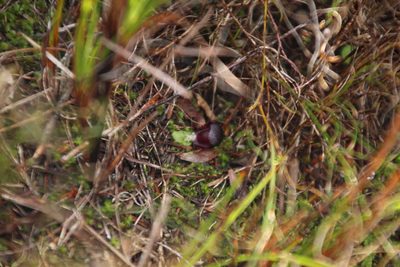 Corybas recurvus, photographed by Em Lamond