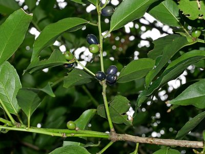 Symplocos setchuensis, photographed by Jacy Chen