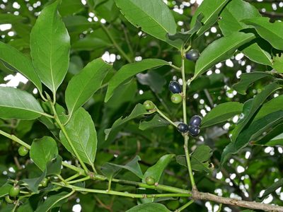 Symplocos setchuensis, photographed by Jacy Chen