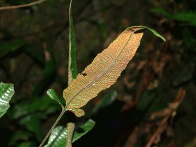 Grypothrix triphylla, photographed by Jacy Chen