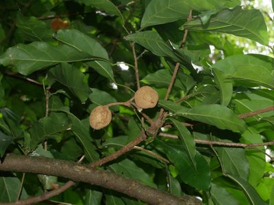 Sloanea dasycarpa, photographed by Jacy Chen