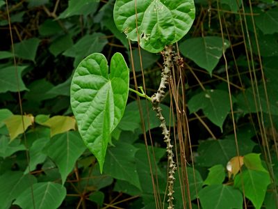 Tinospora crispa, photographed by Jacy Chen