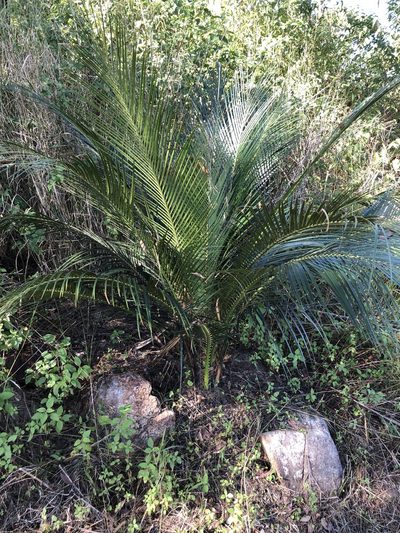 Macrozamia miquelii, photographed by elawrey