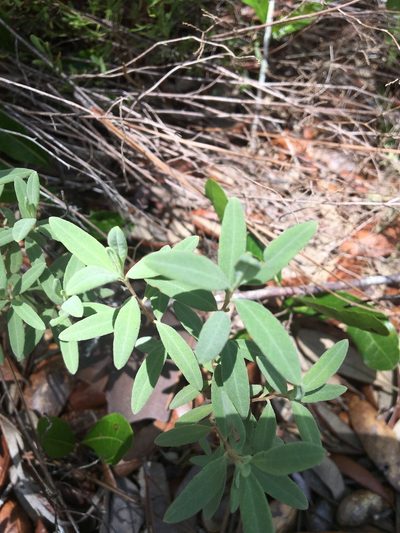 Crocanthemum arenicola, photographed by Jessica