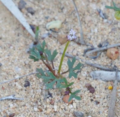 Trachymene cyanopetala, photographed by Margaret Langley