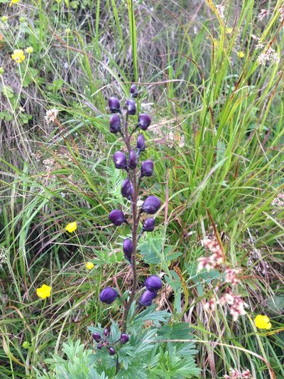 Aconitum plicatum, photographed by juliusp