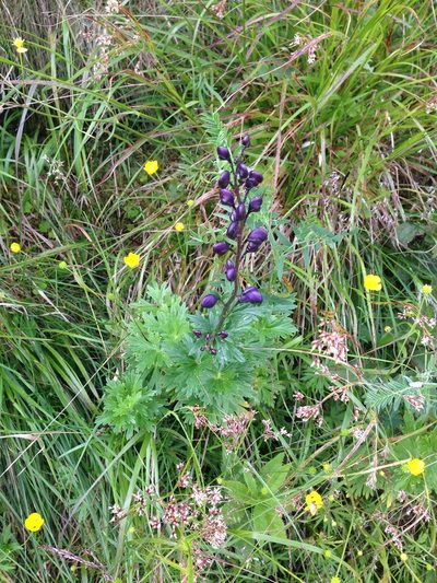Aconitum plicatum, photographed by juliusp