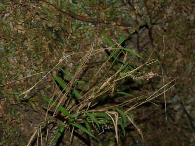 Pogonatherum crinitum, photographed by Jacy Chen