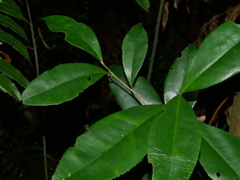 Pyrenaria microcarpa, photographed by Jacy Chen