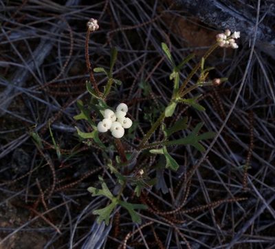 Trachymene ornata, photographed by Margaret Langley