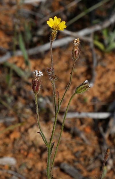 Goodenia berardiana, photographed by Margaret Langley