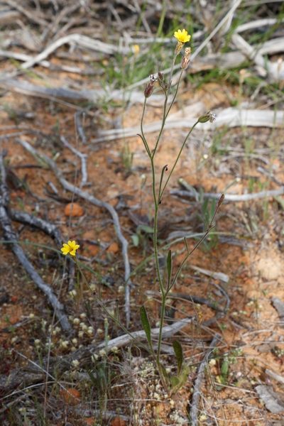 Goodenia berardiana, photographed by Margaret Langley