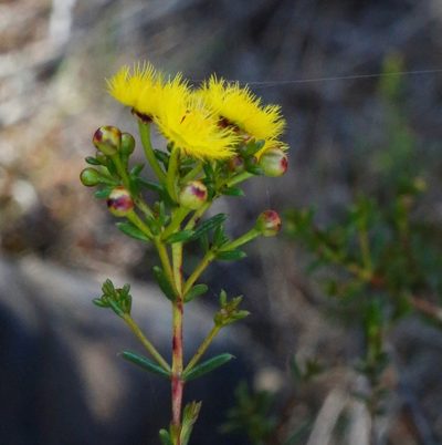 Verticordia chrysantha, photographed by Margaret Langley