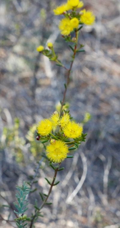 Verticordia chrysantha, photographed by Margaret Langley