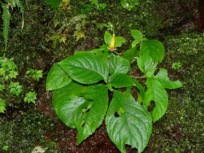 Titanotrichum oldhamii, photographed by Jacy Chen
