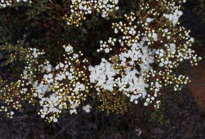 Verticordia eriocephala, photographed by Margaret Langley