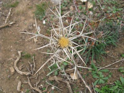 Carlina curetum, photographed by Sandy Rae