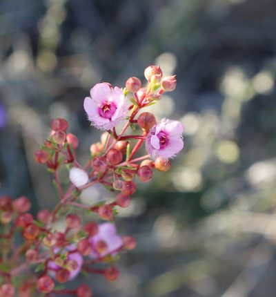 Verticordia picta, photographed by Margaret Langley