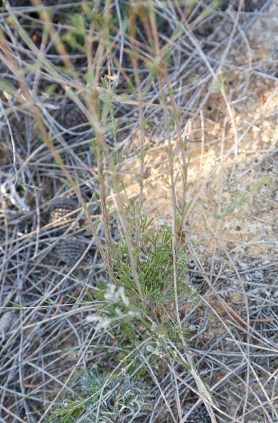 Verticordia picta, photographed by Margaret Langley