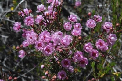 Verticordia picta, photographed by Margaret Langley