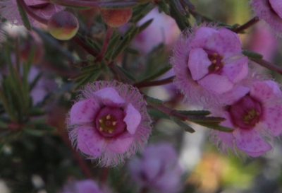 Verticordia picta, photographed by Margaret Langley