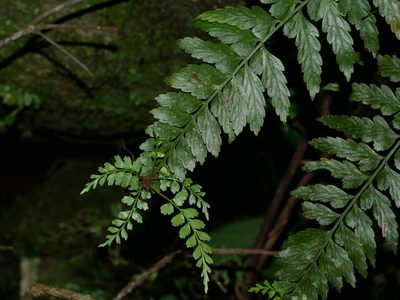Asplenium cuneatiforme, photographed by Jacy Chen